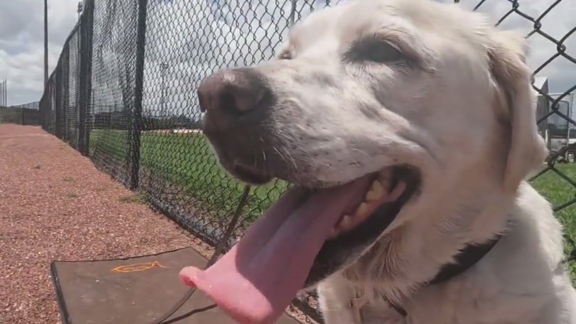 Threshers' beloved bat dog retires